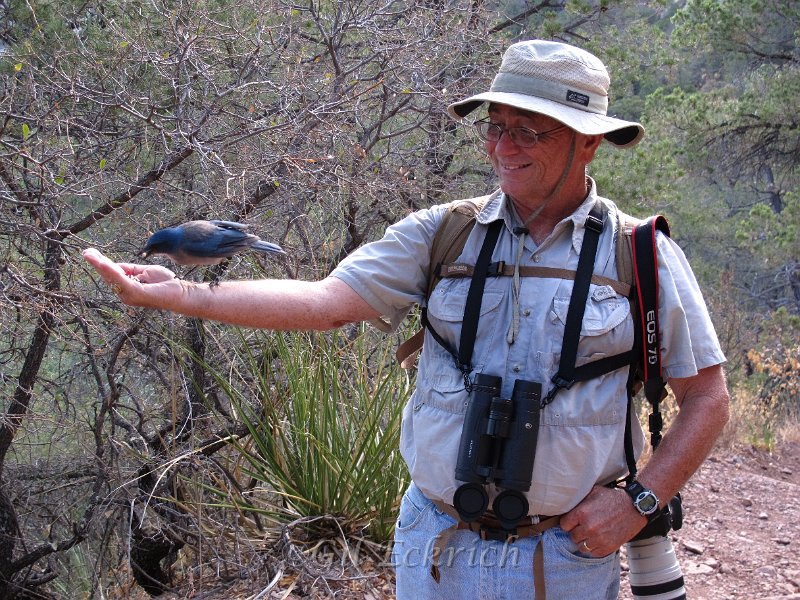 Mexican Jay eating from hand.JPG